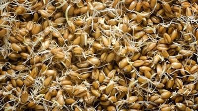 Diabetes and heart health: How to add sprouted grains to your diet