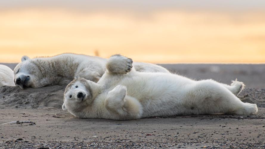 Alaska-Polar Bear Tourism