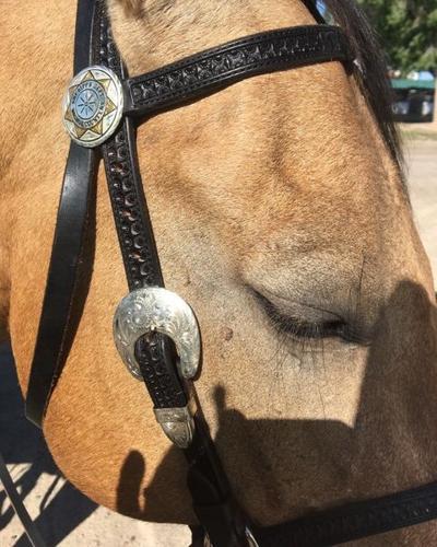 WCSO Police Horse Cloud