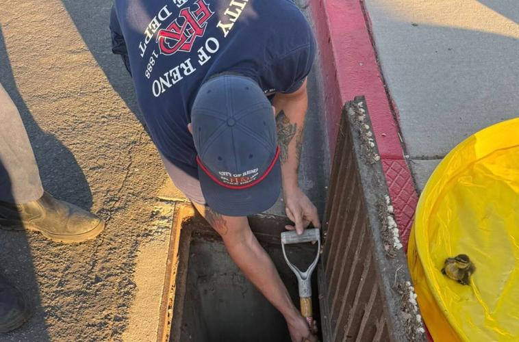 Duckling Rescue 1.JPG