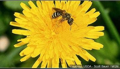 Aggressive Yellow Jackets Ruining Peaceful Vacations In Tahoe