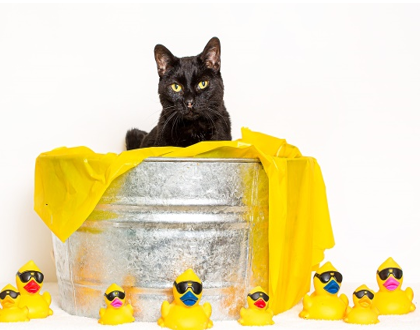 Duck Duck Cat Nevada Humane Society.PNG