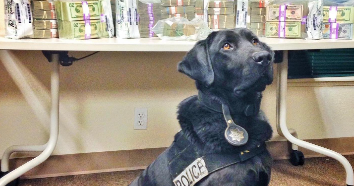Truckee Police mourn passing of retired K9 unit Trax - Vimarsana News