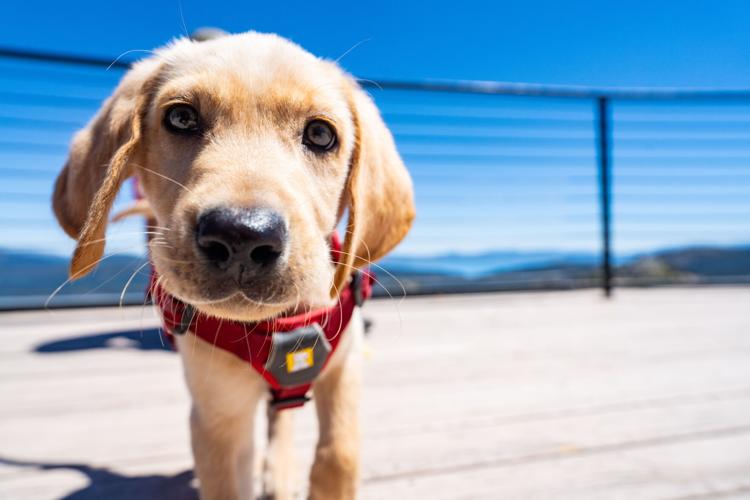 Palisades Tahoe New Avalanche Rescue Dog - Meet Binny