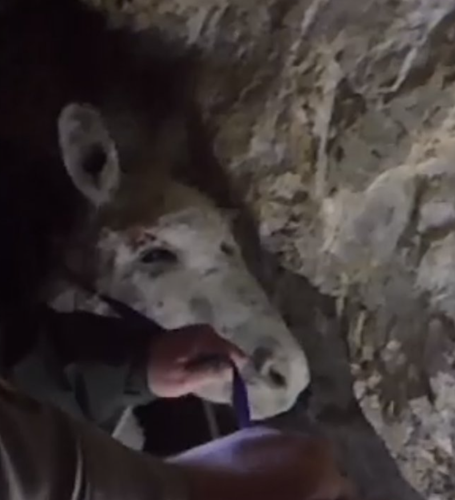 nye county donkey rescue 2.PNG