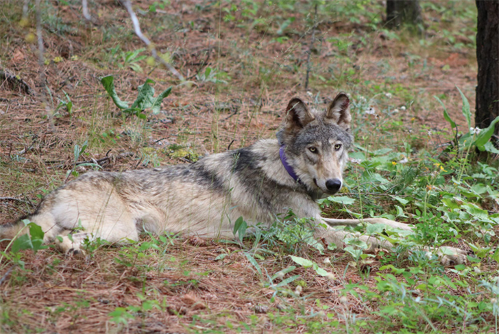 Historic California Gray Wolf Found Dead