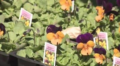 April Showers Brings May Flowers?