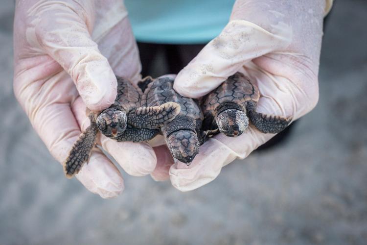 Sea Turtle Nests Record