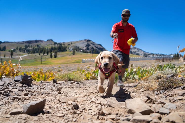 Palisades Tahoe New Avalanche Rescue Dog - Meet Binny