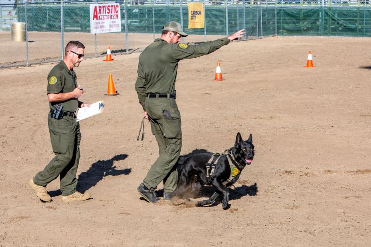 K9Competition.jfif
