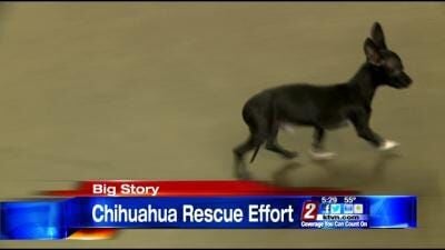 A Local Chihuahua Rescue Group Strives to Find Homes for Hundreds of Small Dogs