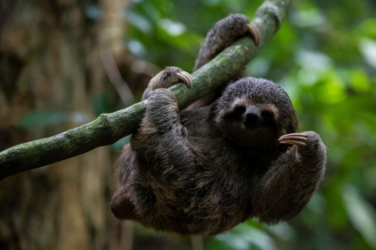 Dead Sloths Florida