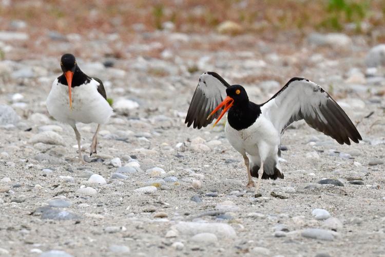 Climate Shorebird Revival
