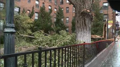 Strong Winds Cause Tree to Fall in Downtown Reno