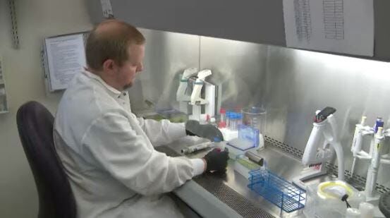 Testing Mosquitoes for Disease