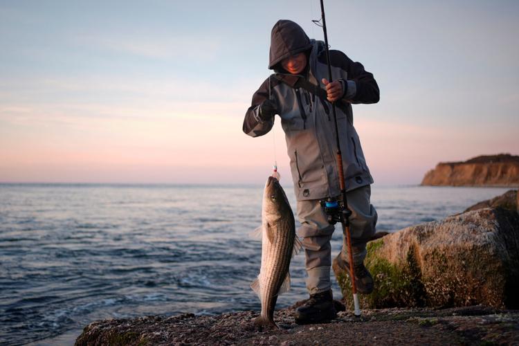 Fishermen cast for striped bass as the species faces decline, in photos