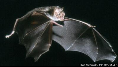 State Veterinarian Warns Against Human, Pet Contact With Bats