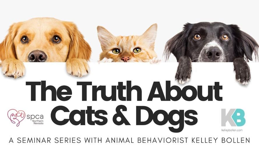 The Truth About Cats & Dogs seminar series .jpg