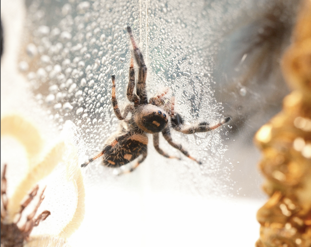 SpiderStuff
