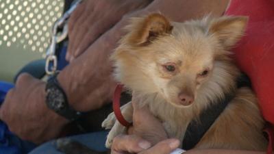 Veterinary Care Offered for Pets of the Homeless