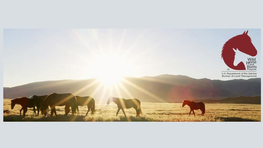 BLM online wild horse adoption event