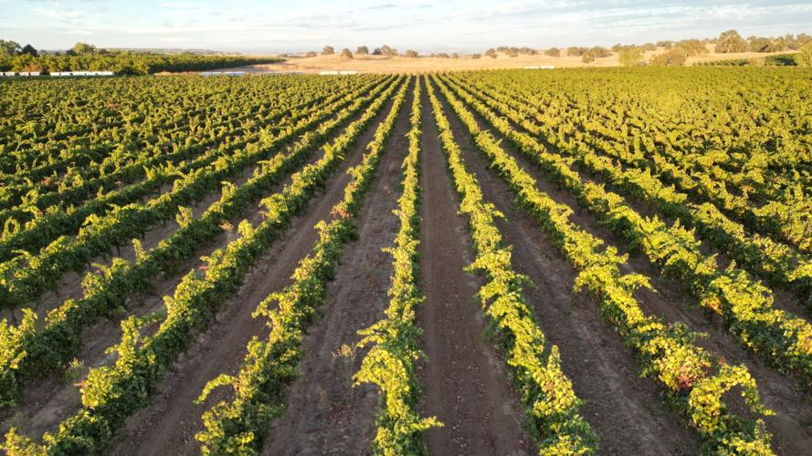 Wine Grape Glut