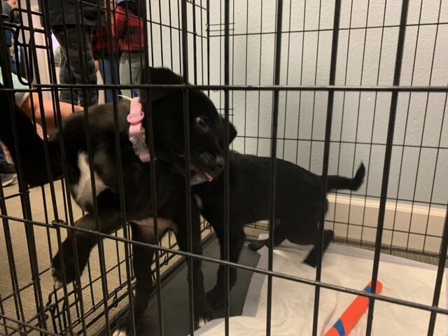 Nevada Humane Society Holiday Adoption Event 2