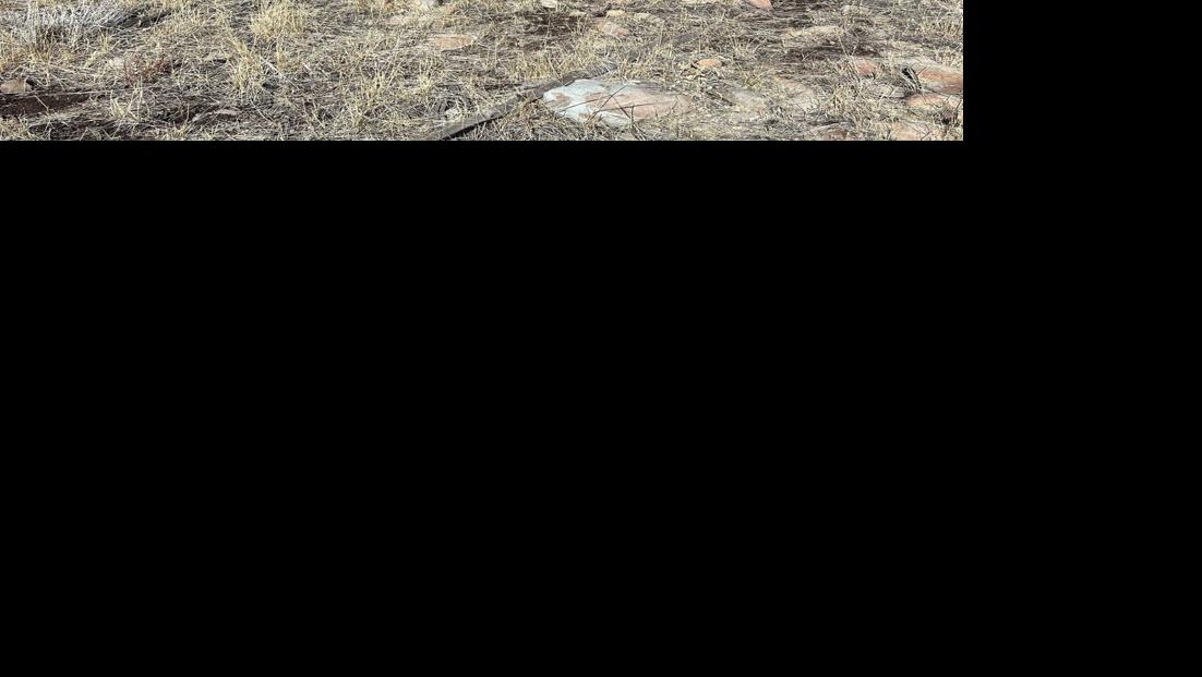 NDOW Elk poaching cases near Utah Border