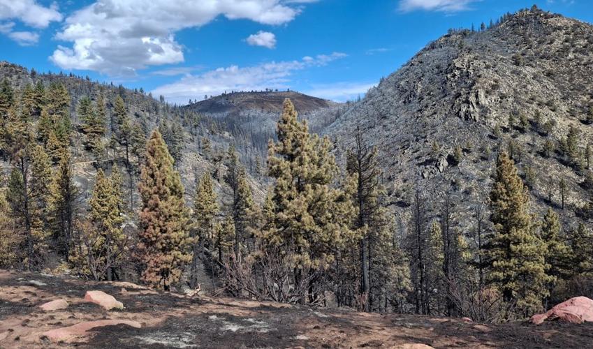 Bull Fire charred land