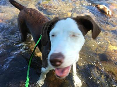 Another Week in the Life of a 2 News Hound