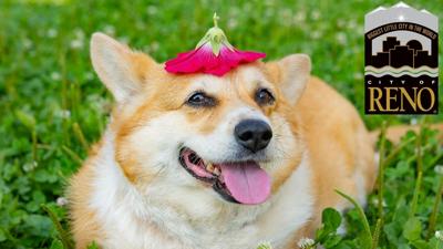 City of Reno to open new dog play area
