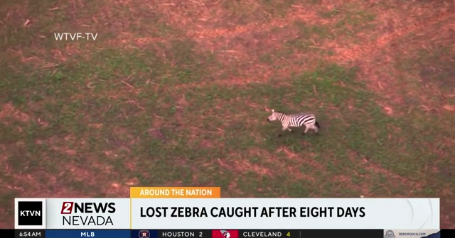 Pet zebra caught after escape 8 days ago | Videos | 2news.com