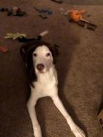 Welcome back Pieperonians!