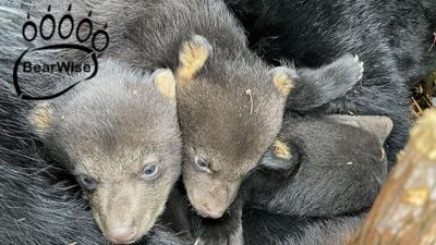 Baby Bears emerge in spring