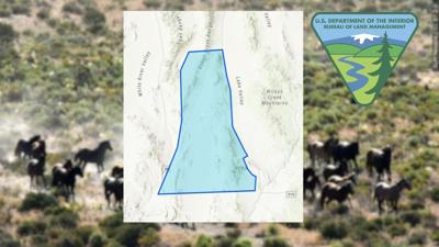 BLM Silver King wild horse herd