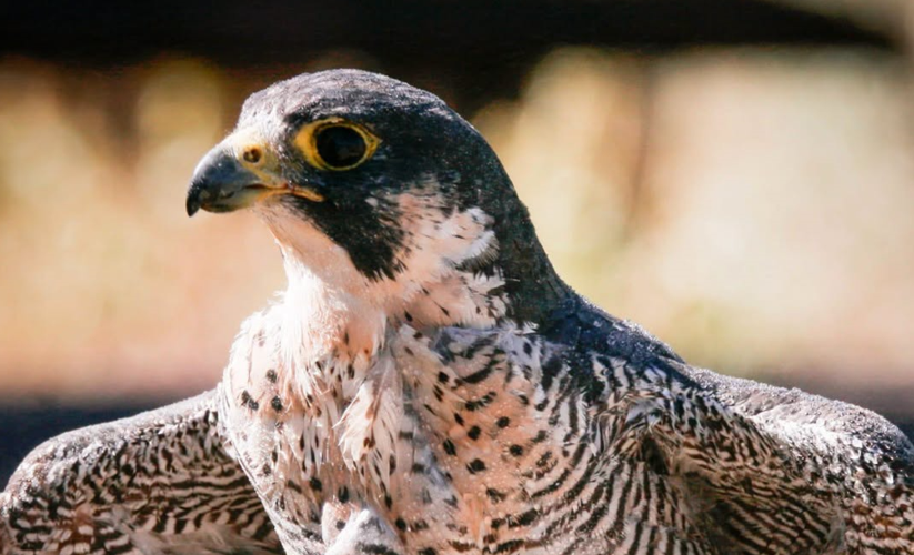 Boots, the Animal Ark falcon