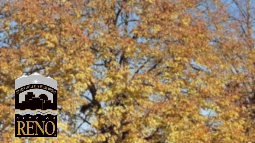 American Linden tree removal in the City of Reno