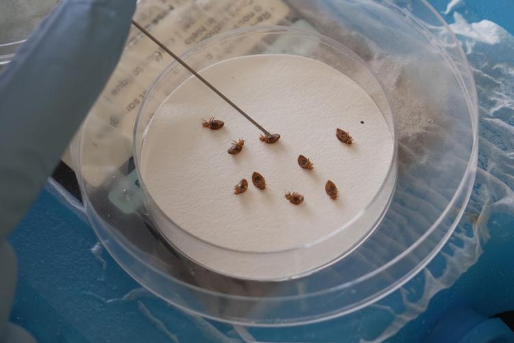 Be Well-Bedbugs