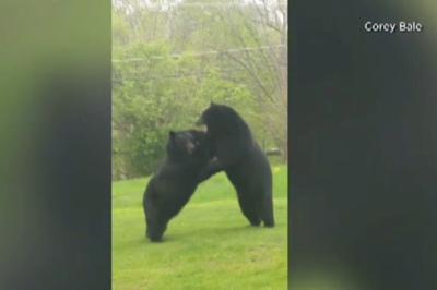 Battle Of The Black Bears