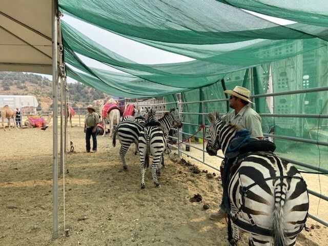 Zebras