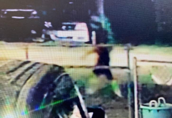 Person of interest in dog case