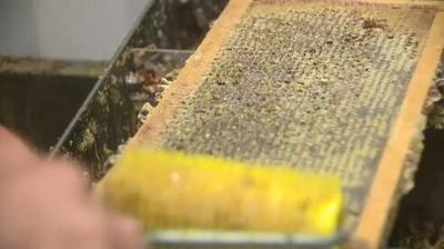 Honey: How It's Made