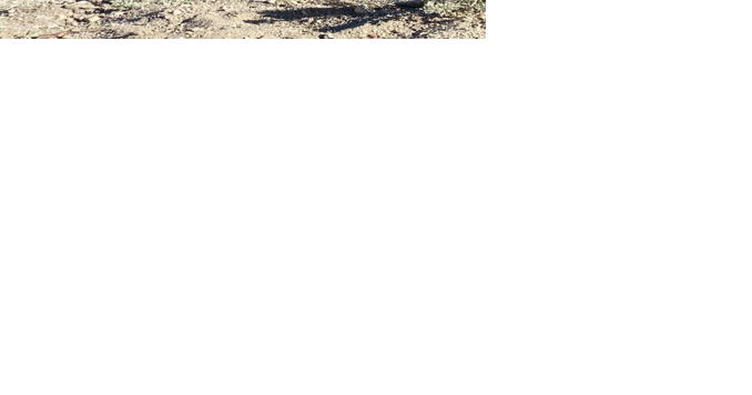 Crews rescue downed paraglider near Mt. Rose Summit - Vimarsana News