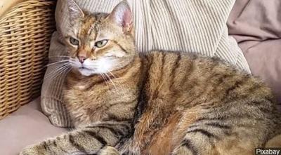 New York Becomes First State in Nation to Ban Cat Declawing