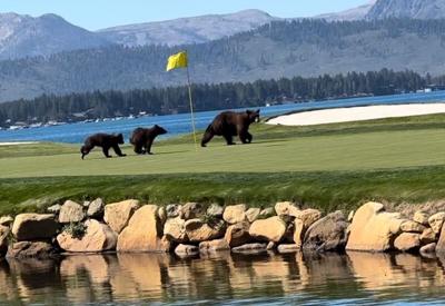 Bears at Edgewood