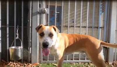 Pet Of The Week: Ralph