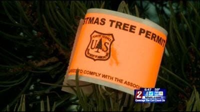Forest Service Christmas Tree Cutting Permits Running Low