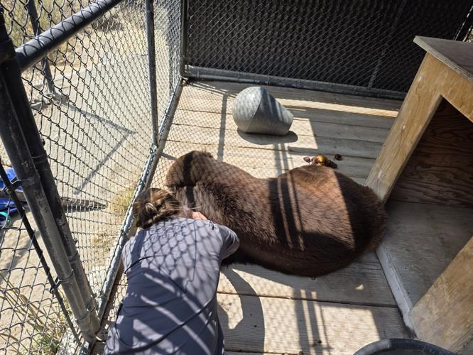 NDOW assists with Animal Ark evacuation during wildfires