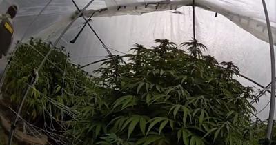 Illegal cannabis operation