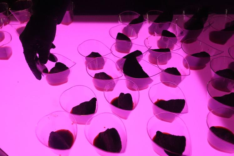 Food Festivals Future